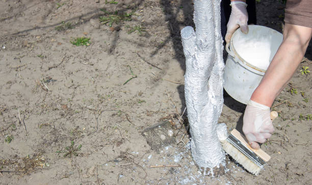 istock Whitewashing fruit trees in spring. A hand paints a tree with a brush to protect it from harmful insects. 1388907446