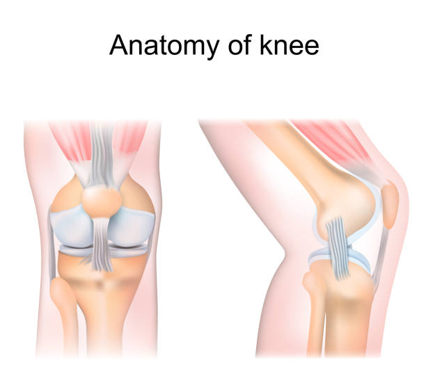 膝の解剖学。側面図と正面図。ジョイントの断面 - at the foot of the cross点のイラスト素材／クリップアート素材／マンガ素材／アイコン素材