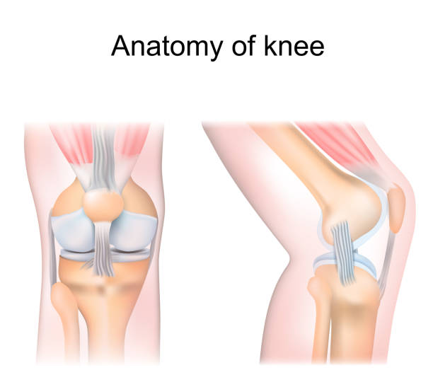 ilustrações de stock, clip art, desenhos animados e ícones de knee anatomy. side and front view. cross section of the joint - human muscle illustrations