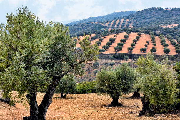 istock Olive Trees in Tielmes 1388908697