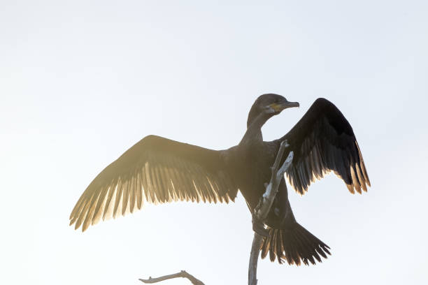 istock baacklight cormorant portrait close up detail 1388909275
