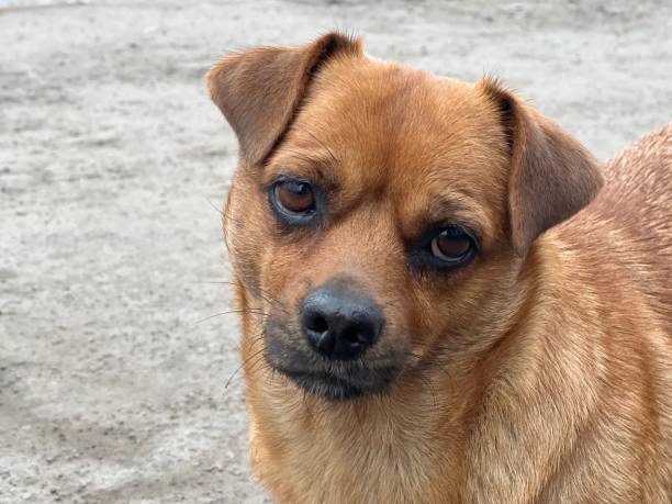 istock Sad unhappy dog mongrel for Ukraine. 1388910231
