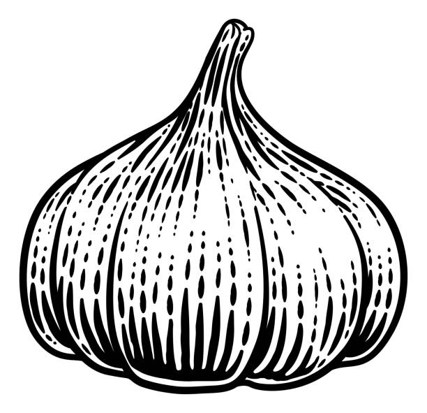 Garlic Vegetable Vintage Woodcut Illustration Garlic vegetable illustration in a vintage retro woodcut etching style. garlic bulb stock illustrations