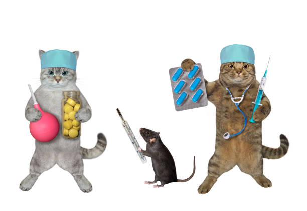 istock Two cats and rat doctors help pets 1388912115