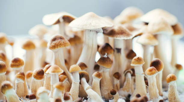 psilocybe cubensis magic mushrooms stock photo