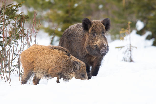 istock Pair of wild boar standing on white forest in winter 1388912975