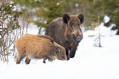 Pair of wild boar standing on white forest in winter