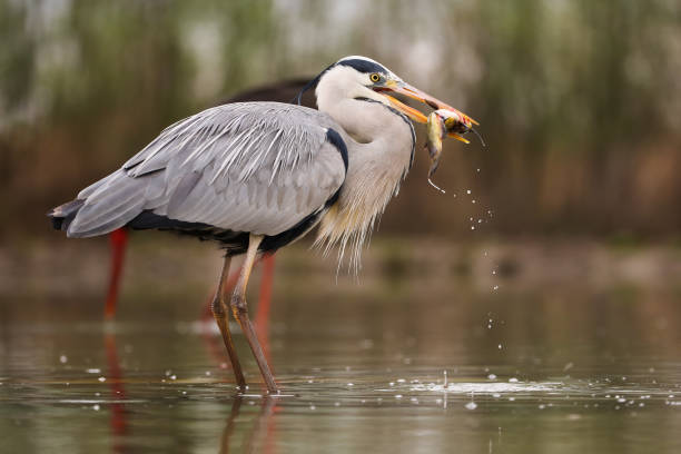 istock Grey heron catching fish in water in spring from side 1388912989