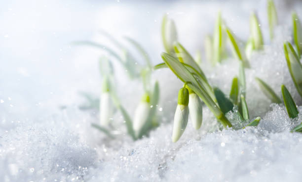istock Snowdrop flowers in the snow under falling snow 1388913082
