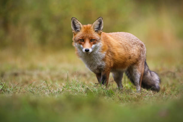 istock Red fox looking to the camera on green field in autumn 1388913113