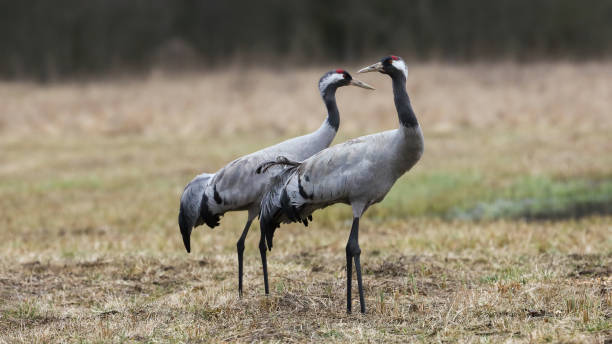 istock Couple common crane observing on dry grassland in spring 1388913150
