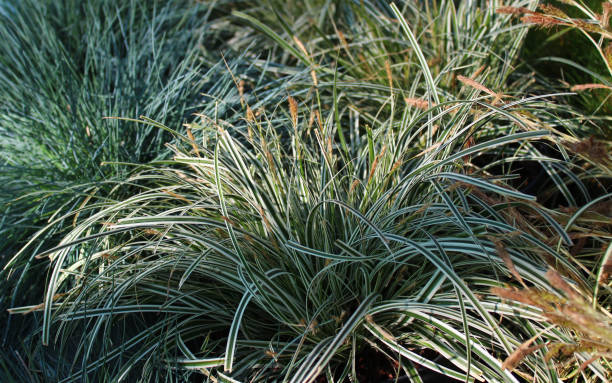 istock beautiful sedge in the garden 1388913256