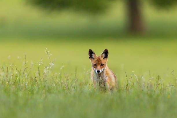 istock red fox walking in long grass in summer with copy space 1388913265