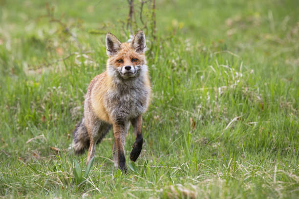 istock Red fox approaching on grassland in summertime nature 1388913298