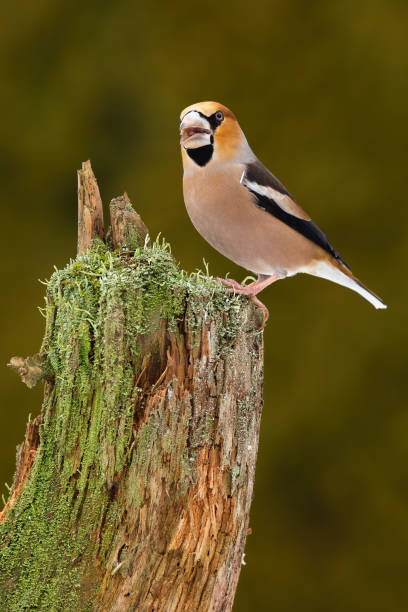 istock Hawfinch singing on mossed stump in vertical shot in spring 1388913354