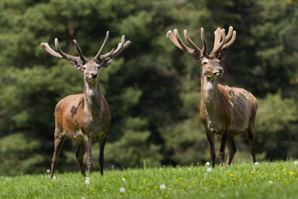 istock Two red deer with velvet antlers standing on meadow 1388913408