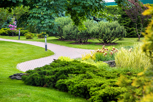 park with curved path paved with stone tiles in park among plants, evergreen thuja and pine bushes and foliage trees surrounded by green lawn with lantern iron ground garden lighting, nobody.