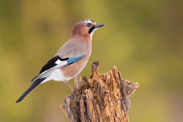 istock Eurasian jay sitting on stump in autumn from side. 1388913480