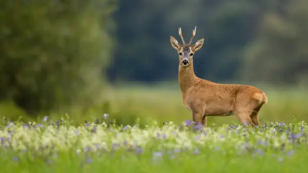 Roe deer, capreolus capreolus, standing on meadow in summer with copy space. Antlered male mammal looking to the camera on flowers. Roebuck watching on glade with space for text.