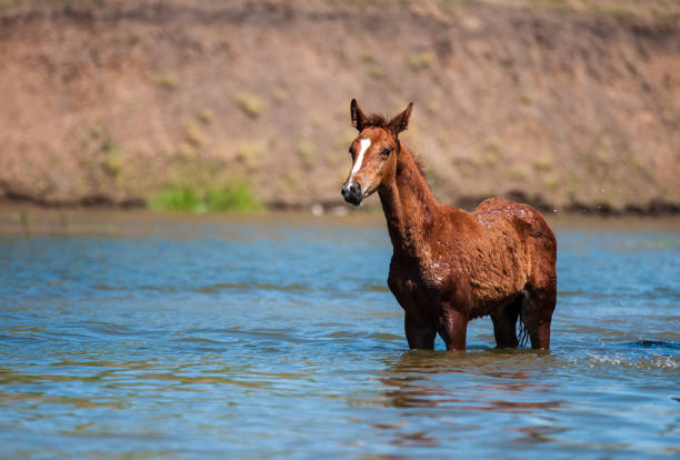 Horses at the watering hole on a hot summer day