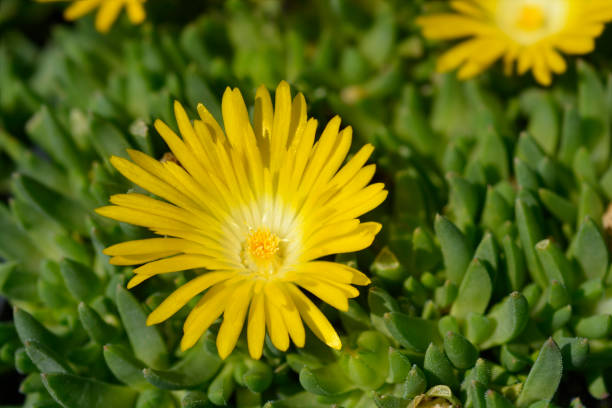 Delosperma congestum L. Bolus (Golden Nugget),yellow-flowering ornate plant in spring flower bed.