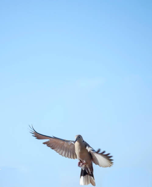 istock Turkish Turtledove. Streptopelia decaocto. Backgrounds with copy space. 1388914550