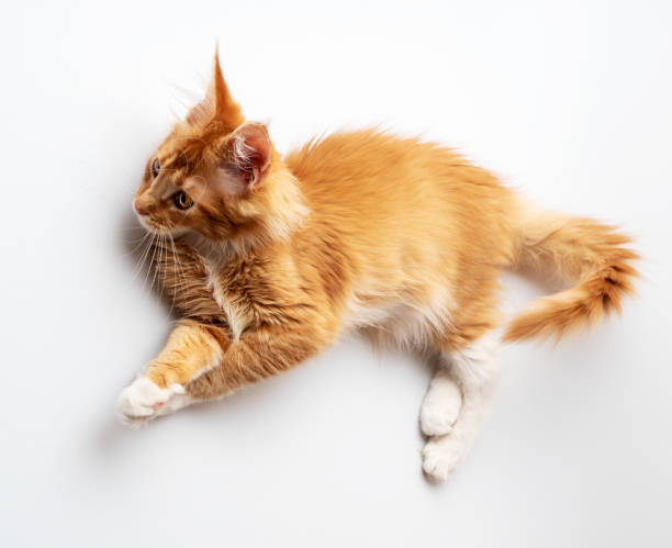 istock Ginger Maine Coon kitten lying on a white background 1388915169