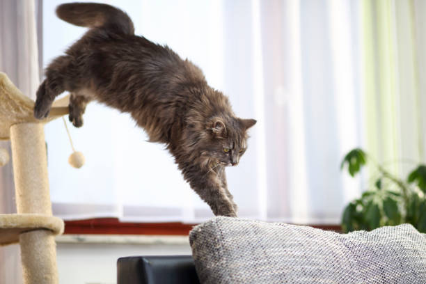 Cat jumping on sofa Cat mid-air jumping from cat tree to the sofa. cat jumping stock pictures, royalty-free photos & images