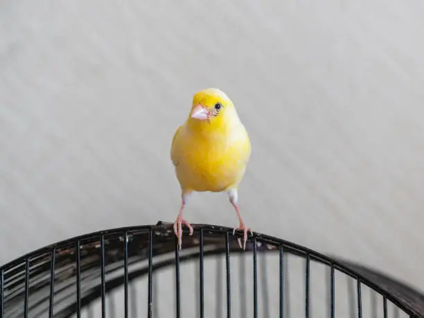 Photo of Curious yellow canary looks straight sitting on a cage on a light background.