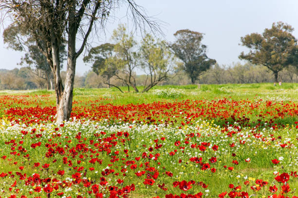 istock Red anemones in the grass 1388915723