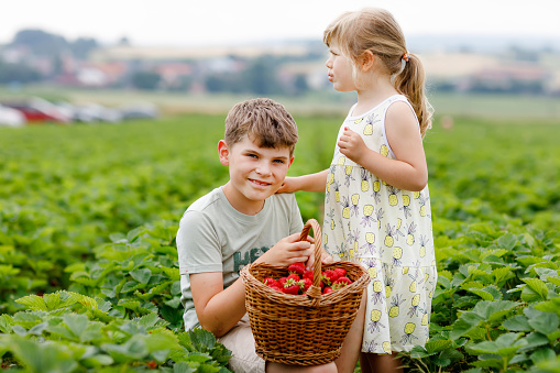 Two siblings, preschool girl and school boy having fun with picking on strawberry farm in summer. Children, sister and brother eat healthy organic food, fresh strawberries. Kids helping with harvest