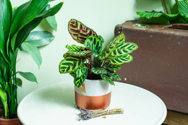 istock Calathea Macoyana Plant in concrete pot 1388916123