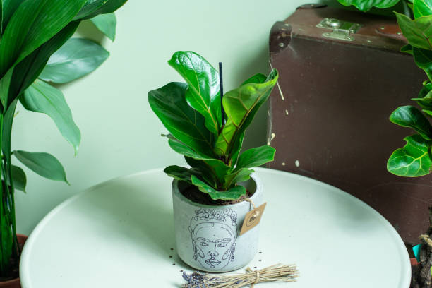 istock Ficus Lyrata Bambino Plant in concrete pot 1388916125