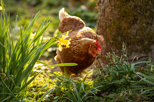 A front-view shot of a chicken at a farm in North East, England, standing on the grass near a daffodil flower.