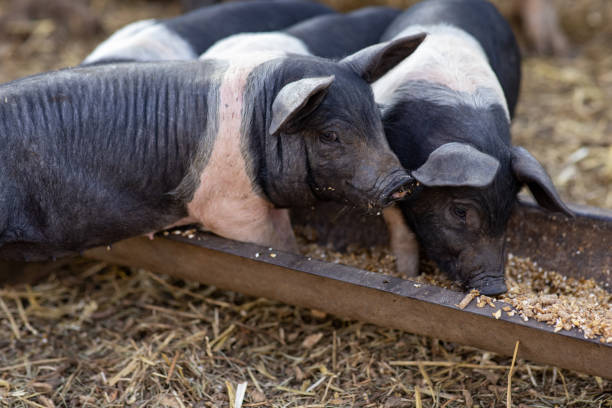This photograph was taken on November 19, 2023 in Sapa, northern Vietnam. In this photograph, the wild boar is shown as an integral member not only of the fauna of Sapa but also of the usual way of life of ethnic groups. In the houses, they are one more. On the roads, an integral part of the landscape.
