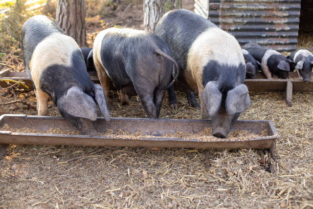 istock Farm Pigs Eating 1388917327