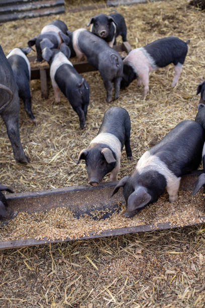istock Feeding the Piglets to Help them Grow 1388917328