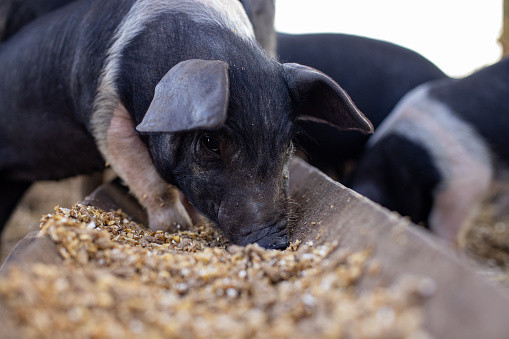 A close-up shot of a Hampshire pig eating in a farm pen in Northumberland, England.