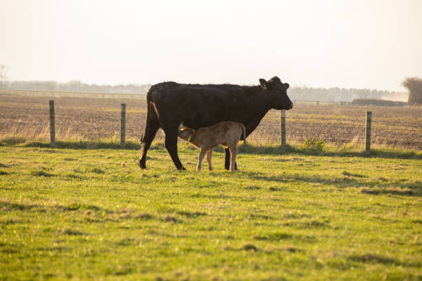 A wide shot of a cow and calf standing in a field of grass, they have livestock tags on their ears.