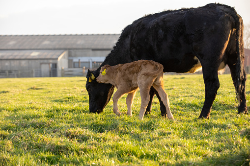 A wide shot of a cow and calf standing in a field of grass, they have livestock tags on their ears.