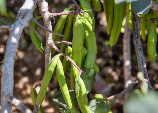 Photo of Green carob fruits hanging in the garden closeup