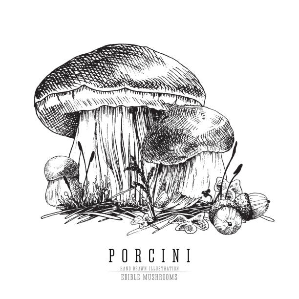 istock Cep mushroom vecor sketch illustration, porcini boletus with forest accessories: moss, plants, acorns.  Edible mushroom isolated engraving on white background. 1388919390