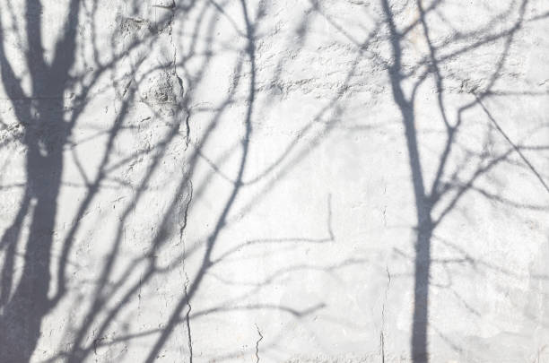 istock Shadows of bare trees over white grungy wall 1388919543
