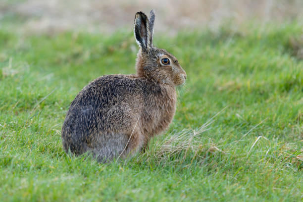 istock Brown or European hare, Lepus europaeus 1388919576