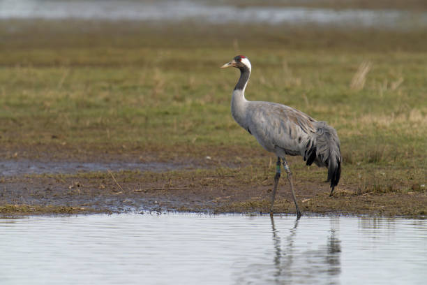 istock Common or European crane, Grus grus 1388919597