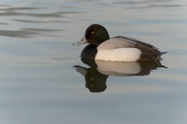 Greater scaup, Aythya marila Greater scaup, Aythya marila, single male on water, Northumberland, March 2022 greater scaup stock pictures, royalty-free photos & images