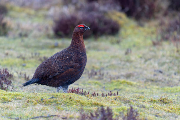 istock Red grouse, Lagopus lagopus, 1388919660