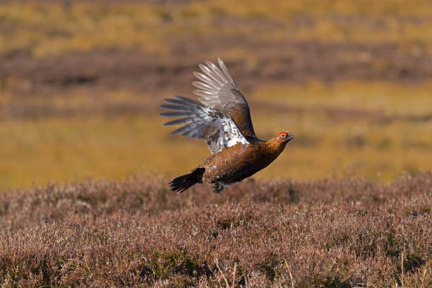 istock Red grouse, Lagopus lagopus, 1388919670