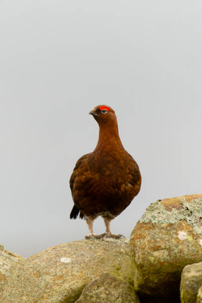 istock Red grouse, Lagopus lagopus, 1388919671