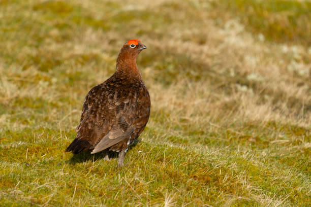 istock Red grouse, Lagopus lagopus, 1388919674
